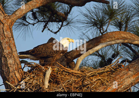 American bald eagle (Haliaeetus leucocephalus), in the nest, USA, Florida Stock Photo