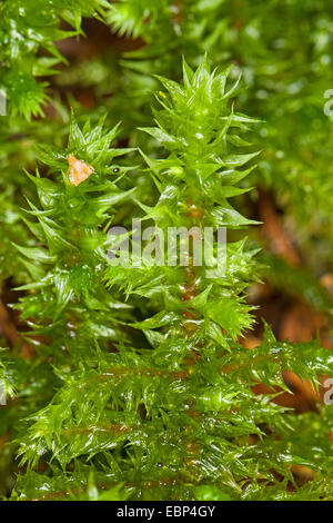 Big Shaggy-moss, Shaggy moss, Rough neck moss, Big shaggy moss, Electrified cat's tail moss (Rhytidiadelphus triquetrus), Germany Stock Photo