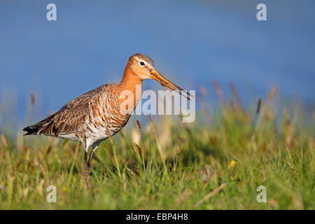 black-tailed godwit (Limosa limosa), male feeding an earthworm, Netherlands, Frisia Stock Photo