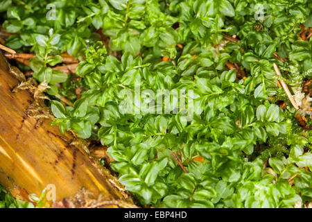 Thyme-moss (Plagiomnium affine, Mnium affine, Mnium cuspidatum), Germany Stock Photo
