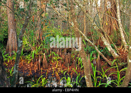 baldcypress (Taxodium distichum), cypress knee, USA, Florida, Corkscrew Swamp Stock Photo