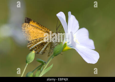 Frosted Yellow (Isturgia limbaria), at flax flower, Germany Stock Photo