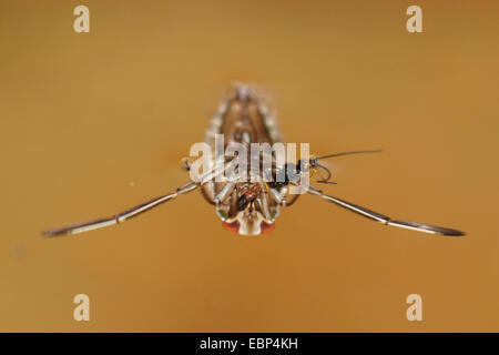 common backswimmer (Notonecta glauca), with caught insect, Germany Stock Photo