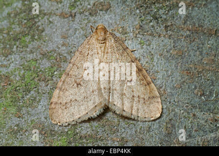 winter moth, small winter moth (Operophtera brumata, Cheimatobia brumata), on bark, Germany Stock Photo