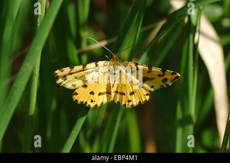Speckled Yellow (Pseudopanthera macularia), on a blade of grass, Germany Stock Photo