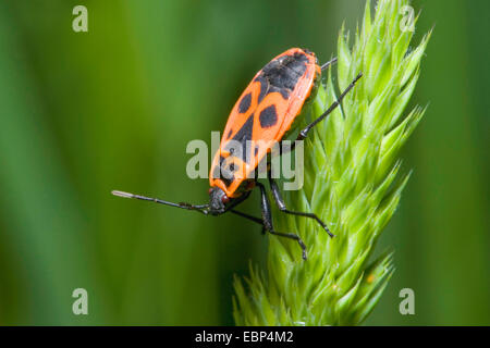 firebug (Pyrrhocoris apterus), on a grass ear, Germany Stock Photo