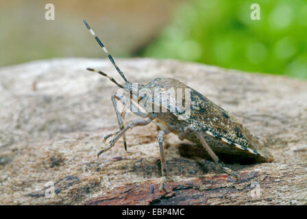 Stink bug, Shield bug (Rhaphigaster nebulosa), on a stone, Germany Stock Photo