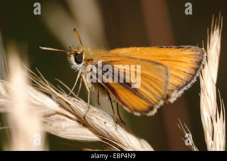 small skipper (Thymelicus sylvestris, Thymelicus flavus), on a grass ear, Germany Stock Photo