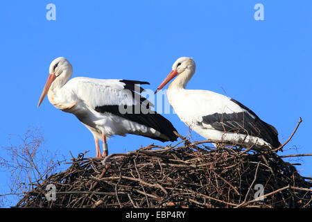 white stork (Ciconia ciconia), two white storks at the nest, Germany Stock Photo