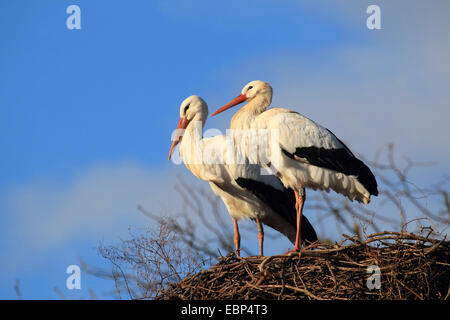 white stork (Ciconia ciconia), two white storks at the nest, Germany Stock Photo