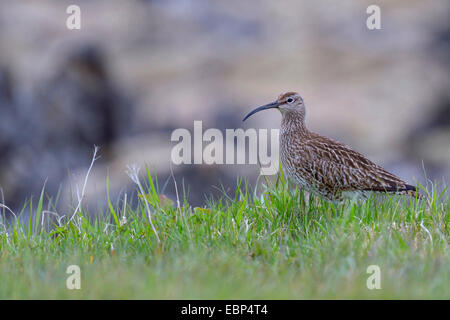 whimbrel (Numenius phaeopus), resting adult in a meadow, Iceland Stock Photo