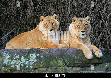 Asiatic lion (Panthera leo persica), two lioness lying together on a boulder Stock Photo