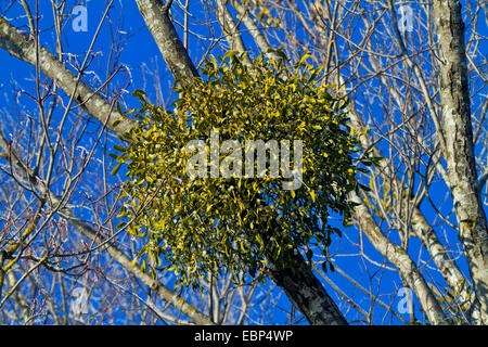 mistletoe (Viscum album subsp. album), with berries on a poplar, Germany, Bavaria Stock Photo
