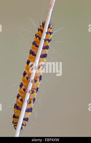 Cinnabar moth (Tyria jacobaeae, Thyria jacobaeae), at a stem, Germany, Schleswig-Holstein Stock Photo