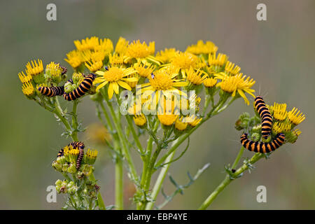 Cinnabar moth (Tyria jacobaeae, Thyria jacobaeae), many caterpillars on ragwort, Germany, Schleswig-Holstein Stock Photo