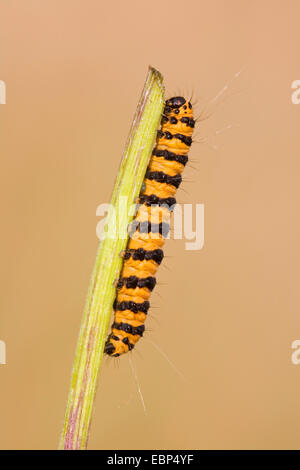 Cinnabar moth (Tyria jacobaeae, Thyria jacobaeae), caterpillar at a stem, Germany, Schleswig-Holstein Stock Photo