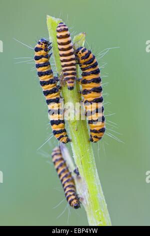 Cinnabar moth (Tyria jacobaeae, Thyria jacobaeae), many caterpillars at a stem, Germany, Schleswig-Holstein Stock Photo