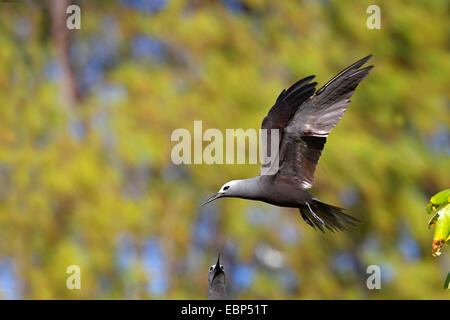 Lesser noddy (Anous tenuirostris), flying , Seychelles, Bird Island Stock Photo