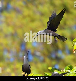 Lesser noddy (Anous tenuirostris), two noddies on a tree, Seychelles, Bird Island Stock Photo
