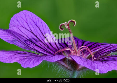 Broad-Petaled Geranium (Geranium platypetalum), macro shot of a flower Stock Photo