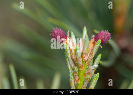 Scotch pine, Scots pine (Pinus sylvestris), young branches with female cones, Germany Stock Photo