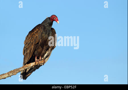 turkey vulture (Cathartes aura), on a branch in front of blue sky, USA, Florida, Myakka River State Park Stock Photo