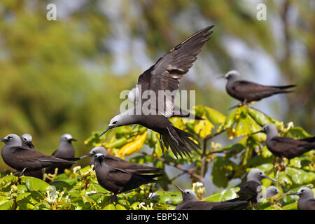 Lesser noddy (Anous tenuirostris), troop on a tree, Seychelles, Bird Island Stock Photo