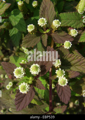 aztec sweet herb (Lippia dulcis, Phyla scaberrima), blooming Stock Photo