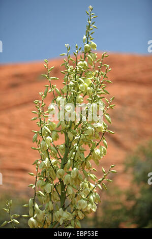 yucca (Yucca spec.), blooming in the desert, USA, Utah Stock Photo