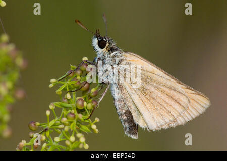 small skipper (Thymelicus sylvestris, Thymelicus flavus), on a stem, Germany Stock Photo