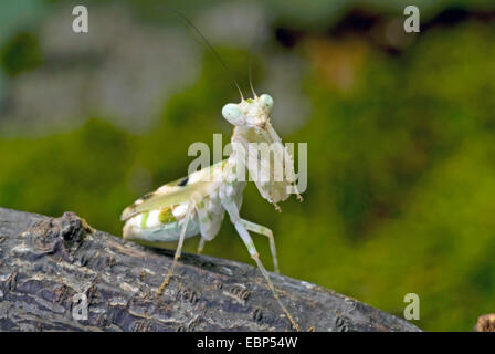 Praying Mantis (Acontista concinna), on a branch Stock Photo