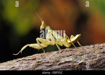 Jeweled Flower Mantis, Indian Flower Mantis (Creobroter gemmatus), on a branch Stock Photo