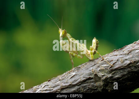 Jeweled Flower Mantis, Indian Flower Mantis (Creobroter gemmatus), on a branch Stock Photo