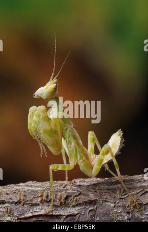 Jeweled Flower Mantis, Indian Flower Mantis (Creobroter gemmatus), on a branch Stock Photo