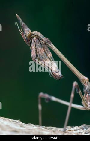 Cone-head Mantis (Empusa fasciata), portrait Stock Photo