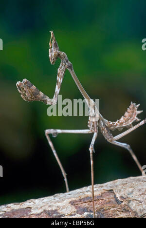 Cone-head Mantis (Empusa fasciata), ready for hunting Stock Photo