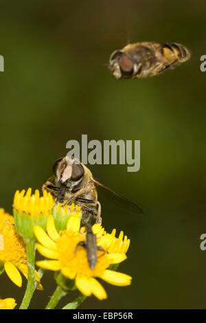 hoverfly (Eristalis interrupta), one hoverfly sitting on yellow flower, another one approaching, Germany Stock Photo