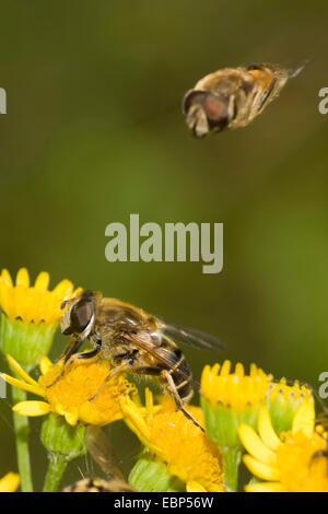 hoverfly (Eristalis interrupta), one hoverfly sitting on yellow flower, another one approaching, Germany Stock Photo