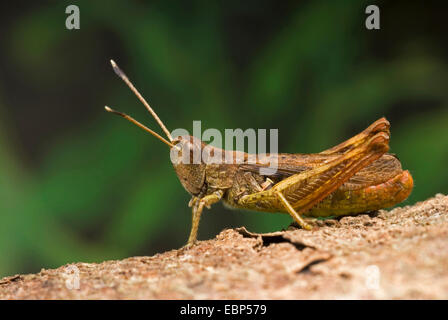 rufous grasshopper (Gomphocerus rufus, Gomphocerippus rufus), male on the ground, Germany Stock Photo