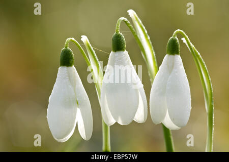common snowdrop (Galanthus nivalis), three flowers with waterdrops in backlight, Germany, Schleswig-Holstein Stock Photo