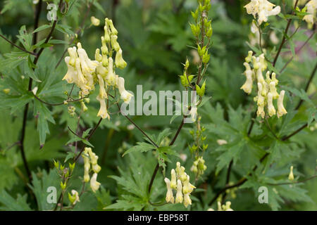 yellow wolfsbane (Aconitum lycoctonum ssp. vulparia, Aconitum vulparia), blooming, Germany Stock Photo