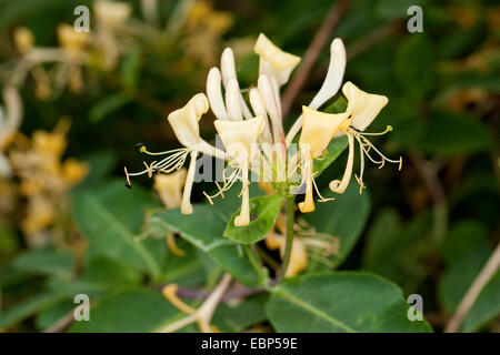 woodbine honeysuckle, English wild honeysuckle (Lonicera periclymenum), blooming, Germany Stock Photo