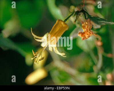 Citrus-Yellow Passionflower (Passiflora citrina), flower