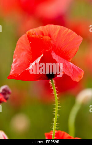 Common poppy, Corn poppy, Red poppy (Papaver rhoeas), poppy flower, Germany, Bavaria Stock Photo