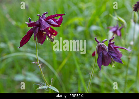columbine (Aquilegia atrata), flowers, Germany, Bavaria, Staffelsee Stock Photo