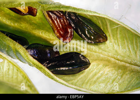 columbine (Aquilegia spec.), open follicle with seeds Stock Photo