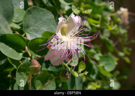 caper, alcaperro, caper berry, caper bud, caper bush, caper fruit, smooth caper, spiny caper (Capparis spinosa), flower, Greece, Peloponnese Stock Photo