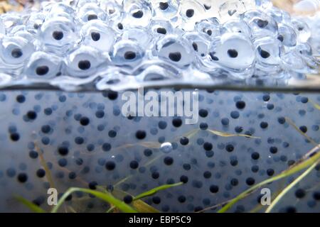 common frog, grass frog (Rana temporaria), eggs at water surface, Germany, Rhineland-Palatinate Stock Photo