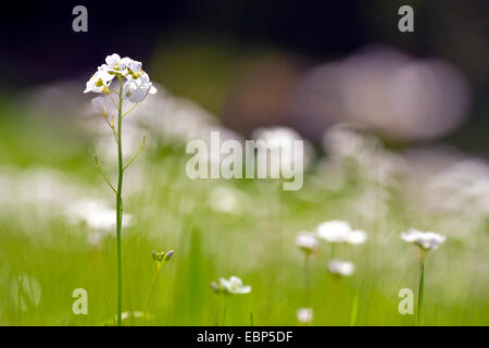 cuckooflower, lady's smock (Cardamine pratensis), blooming in a meadow, Germany, Rhineland-Palatinate Stock Photo