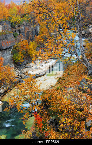 autumn scenery in the Abisko-Canyon with Abiskojakka River, Sweden, Lapland, Abisko National Park, Norrbotten Stock Photo